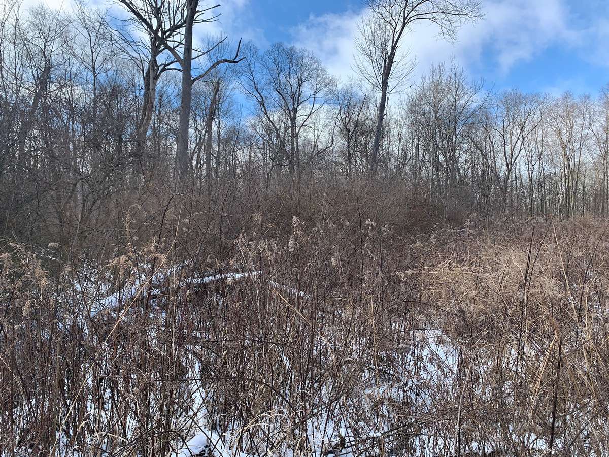 Edge feathering and a mix of cover are ideal for quail Quail 4